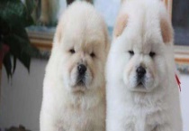 松狮犬能长多大？如何饲养 如何挑选