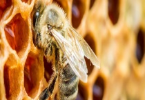 黑小蜜蜂 详细介绍