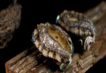 鲍鱼要不要杀了再保存 鲍鱼主要分布在哪里