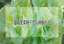 盆栽生菜种子怎么种植多久？