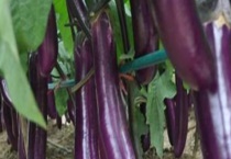 茄子原产地在哪 中国南北各省都有茄子产地吗？