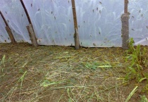 养一亩蚂蚱的利润