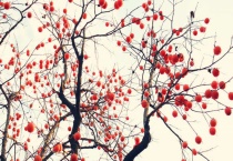 柿子树嫁接多长时间成活