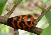 所有的昆虫都是无脊椎动物吗？