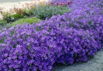 丹麦风铃怎么留种