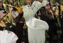 什么是白瓶子草