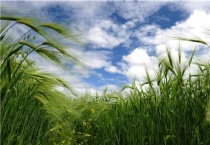 藏族主要农作物