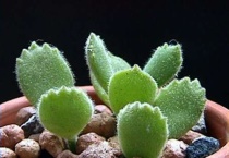 如何让熊童子出锦