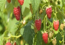 覆盆子是什么？和桑葚的六大区别？！覆盆子仅在东北少有种植