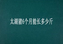 太湖猪6个月能长多少斤