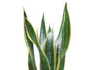 虎皮兰烂根怎么办？虎皮兰烂根的原因？