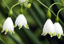 铃兰幼苗怎么栽植