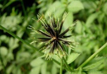 鬼针草靠什么传播种子的