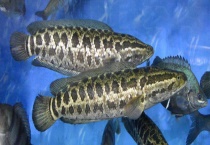 黑鱼的生活习性 有什么特点