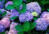 冬季绣球叶子发黄落叶