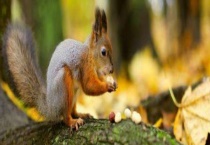 松鼠的生活环境和特点 分别介绍繁殖、筑巢和觅食特点