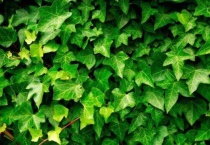 常春藤干枯了还会活吗？