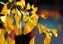 银杏叶长什么样子