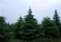 雪松叶是什么形状的