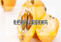 枇杷树可以嫁接桃树吗？