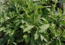 吃新鲜艾叶要烫吗？