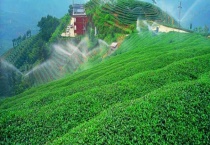 茶园抗旱保苗的应对措施 减少旱灾损失参考方案