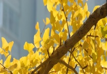 银杏树主要分布在哪些地方 种植前景怎么样