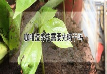 咖啡渣养花需要先晒干吗？