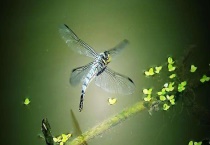 蜻蜓是益虫吗 能活多长时间？