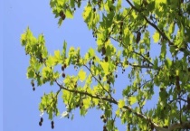 郑州市的市树和市花分别是什么 为什么选它们作为市树市花