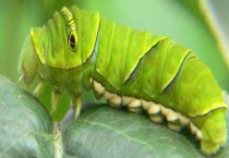 猪儿虫的危害和防治 附猪儿虫的发生规律