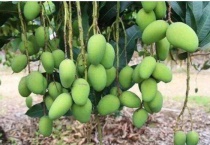 芒果树可以盆栽吗？