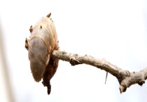 什么农药可防治土蚕 关于土蚕的基本介绍