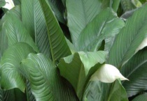 绿巨人和白掌的区别？