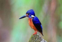 翠鸟吃什么食物 有哪些种类