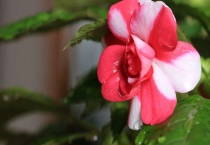 水梅花和凤仙花的区别？