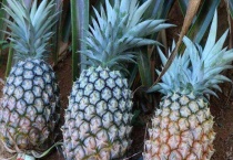 菠萝采摘后还能再生吗？