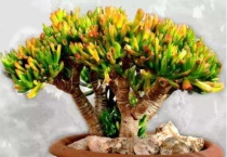 多肉招财猫和吸财树的区别？