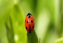 七星瓢虫吃什么 附七星瓢虫的生活习性