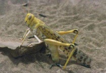 沙漠蝗虫怕什么？