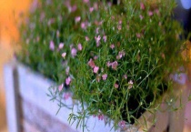 满天星是多年生草本吗？