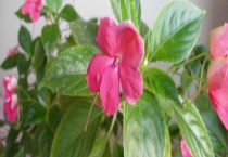 玻璃翠有毒吗？