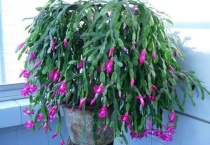 蟹爪兰到底要不要晒太阳