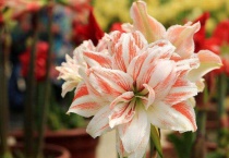 跟百合花长得很像的花