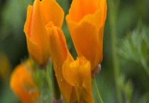 花菱草有毒吗？