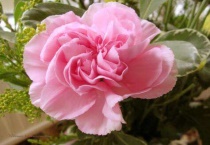 切花品种有哪些？