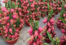 火龙果盆栽几年能结果