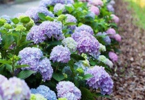 绣球开花期间施什么肥