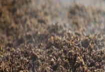 酒糟是什么 用来养鹅效益怎样？