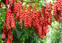 在家如何自制五味子酒 制作时需要注意什么？